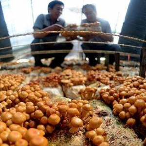 食用菌栽培技術哪里學？如何實現發家致富