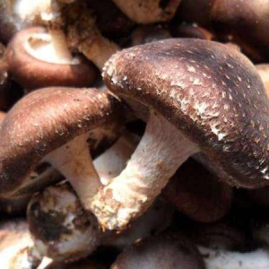 香菇深加工項目有哪些，辦個香菇加工廠前景如何