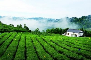 茶葉批發(fā)市場進(jìn)貨技巧有哪些？避免被坑